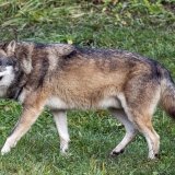 Les Grisons procéderont à d'autres tirs de régulation du loup (image symbolique).